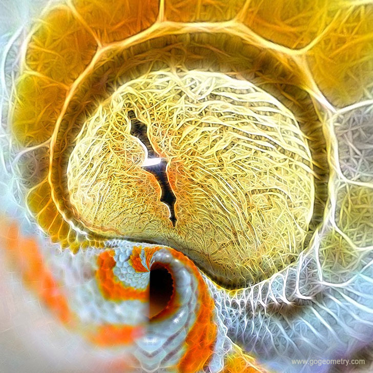 Tokay Gecko Eye, Stereographic Projection using iPad Apps, tattoo