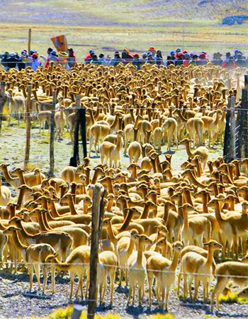 Herds of vicunas darted nervously along a southern Andean plain Saturday, trying to escape an advancing human chain during the 14th annual National Chaccu.