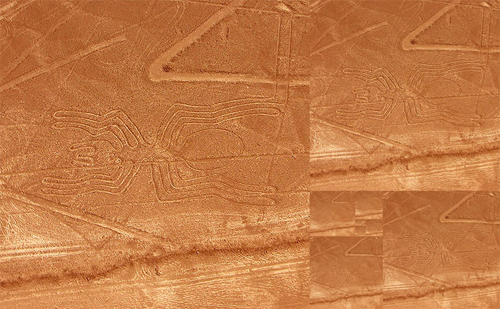 Spider Nazca Line and Golden Rectangles